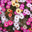 Pinky Pinky 이미지