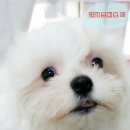 고고펫 이미지