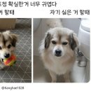 레자미오네뜨 네이버블로그