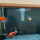 만남찻집 | 경주 황리단길 금붕어가 있는 동아시아 전통찻집 유호재 티룸 방문 후기 (내돈내산)