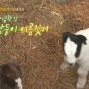 신통목장 YTN
