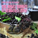 정금어린이집 | 우리 아기 면역력 강화를 위한 핑크퐁 아기상어 엘더베리 벨베리 프로폴리스 정보 및 후기 내돈내산