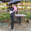 ❤️☂ 폭우속 포항 내연산 산행 (사진올립니다) 이미지