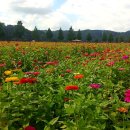 낙동강변5 이미지