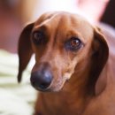 이루다 동물메디컬센터 이미지