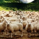 동방양고기 이미지