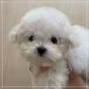 유어펫강아지분양남양주다산 | 시흥강아지분양 견주 3명이 말하는 선택 기준 3가지