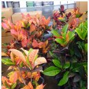 대한꽃농원 이미지