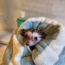 골든햄스터분양 탬펫 강남점 이미지