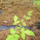 겸면 흥복 이미지