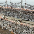 어촌마을과메기