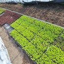 버들농장 이미지