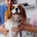 SNU반려동물검진센터 이미지