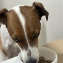 콩이네 멍냥 수제간식 이미지