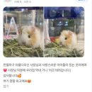 미니펫 | 텍셀 기니피그 분양 키우기 수명 가격까지 미니펫스쿨에서 알려드려요