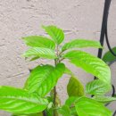 일랑일랑 이미지