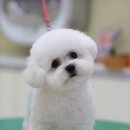 꼬망이펫샵 이미지