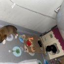 다루동물병원 이미지