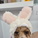 라이크어독 이미지