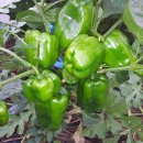 꼭지내농장 이미지