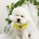 뽀송뽀송강아지미용실 이미지