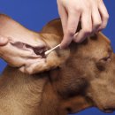 서동물병원 이미지