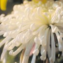 일심장례토탈 이미지