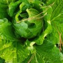 아빠농장 이미지