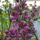 들꽃마을 이미지