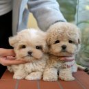 도그플러스 동물병원 간석점 | 대구강아지분양 나의 단짝