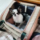 가비야 | 펫타로 후기] 가비야, 산책 나가면 집에 들어오기 바쁜데 이유가 뭐니?