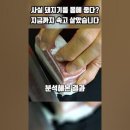 지금,돼지 이미지