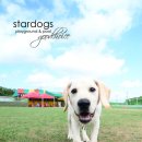 스타독스 이미지