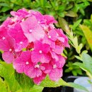 괴강올갱이해장국 이미지