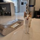 상자 안 고양이 | 고양이 스크래쳐 추천 클로우케어 먀오 스크래쳐 대형 (핫딜득템) 후기