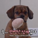 똥강아지 Daum카페