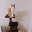 J3503 | [고양이 캣타워] 집냥이에게 정글의 야생성을...아로캣 캣타워 정글시리즈 후기