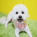 코코 펫 미용 이미지