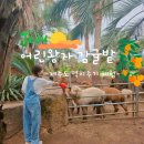 항도얼음 | 제주도 먹이주기 체험 목장카페 어린왕자 감귤밭 5살 아기랑 서쪽 여행