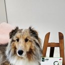 펫크루즈 | [크루즈펫 강아지 간건강 모두사메탑 체험후기] 모두사메탑으로 로이의 간 건강 지키기 💚