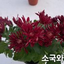 국화 Daum카페