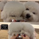 칸타삐야 이미지