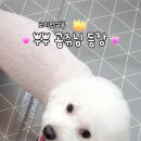 코지펫살롱 이미지