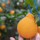 형제농원 이미지