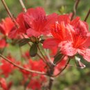 산속의친구 이미지