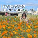 번암리 조천 연꽃공원2 | 세종 코스모스 활짝 핀 가을 나들이 드라이브 갈만한곳 추천 조치원 조천들꽃정원