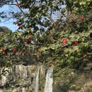 [2일차] 겨울 제주도 여행 코스 추천 _ 천지연폭포, 사우스포레스트, 길갈팜랜드, 천봉산장, 제주흑돈...