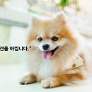 남지애견샵 이미지