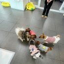 유달리아 | 동두천애견유치원 믿고 보낼수있는 유달리아