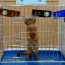 캐터리 페르마타 이미지